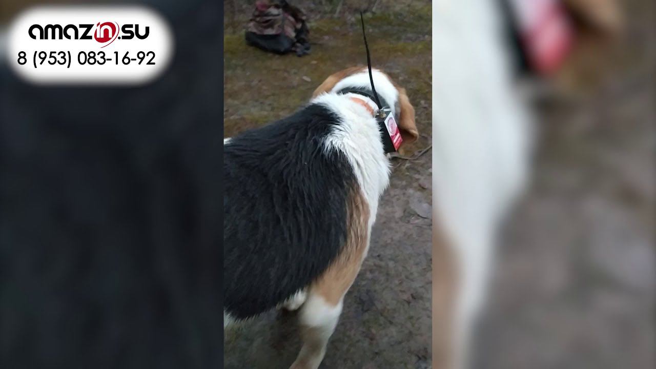 Amazin Locator - отзыв от охотника прямо с поля! смотреть онлайн