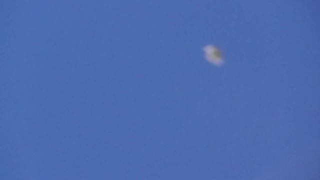 Мраморный и белый голубь зажигают в небе! 26.06.20г смотреть онлайн