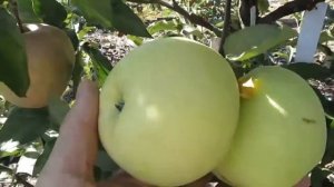 Помогите определить сорт яблони!