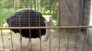 Сатанинский страус. Полная жесть и сатана!!