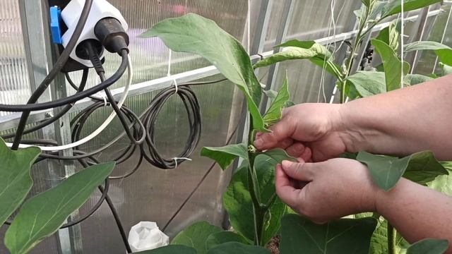 Первый урожай баклажанов сезона 2021г. Обзор теплицы на 20 июня. смотреть онлайн