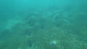 КОРАЛЛОВЫЙ РИФ Отеля Jaz Makadina 5 / Египет / Макади Бей