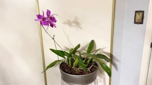 Laelia anceps v. Discipinata 'Cirrus' Orchid in Bloom