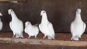 Белые почтовые голуби
