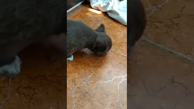 Боярыня Брауни чихуахуа , привет из нового дома