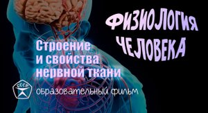 Строение и свойства нервной ткани.