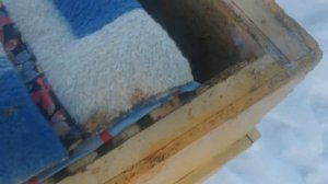 Холодная зимовка пчел в сибири