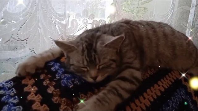 Кошка отдыхает//которелакс