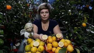Limon Lunario. Лимон Siracusano.