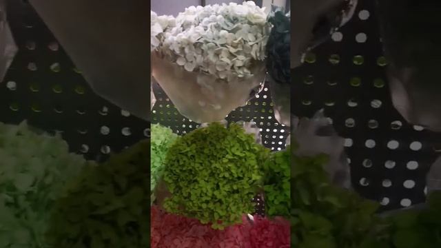 Стабилизированная гортензия смотреть онлайн