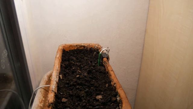 Baobab | Adansonia digitata time lapse (preliminary) смотреть онлайн