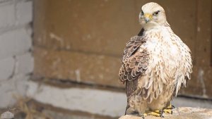 Птицы питомника в заповеднике "ГАЛИЧЬЯ ГОРА"