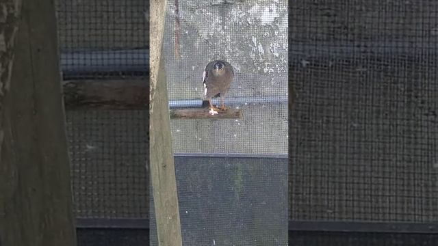 よく具志堅用高に間違えられるカンムリワシ🦅           沖縄こどもの国