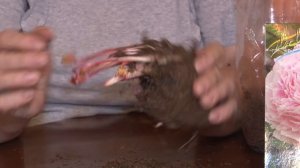 Голова садовая - ПОЛЕЗНО! Как разделить пион