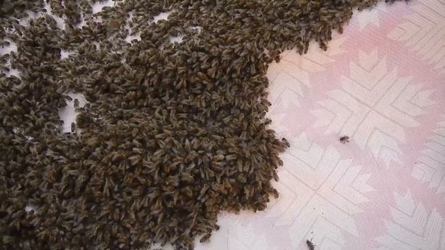 Первый рой 2021 смотреть онлайн