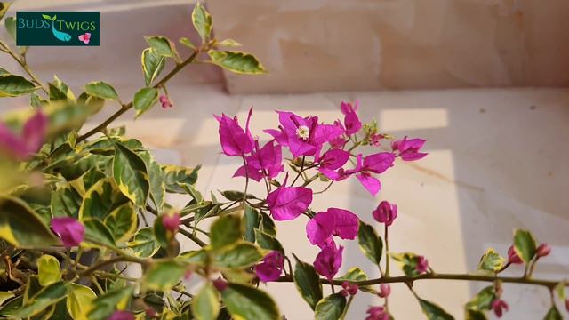 Crying Beauti / Bougainvellia Crying Beauty смотреть онлайн