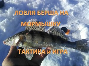ЛОВЛЯ БЕРША НА МОРМЫШКУ. ТАКТИКА и ИГРА.