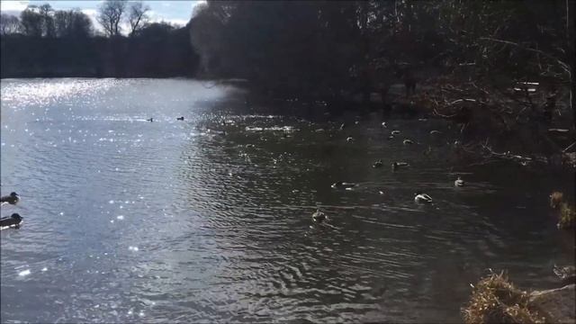 VLOG Прогулка в 11 км...смотреть всем кто любит звук птичек смотреть онлайн