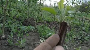Самодельные дуги для парника укрытия рассады из веток своими руками.