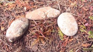 Вечнозеленые травы и злаки. Часть 1: осоки, унциния, райграс, офиопогон.