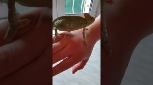 Линька йеменского хамелеона