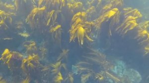 Подводный мир Северного Ледовитого океана Underwater world of the Arctic ocean