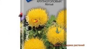 Василек обыкновенный Крупноголовый Желтый ? обзор: как сажать, семена василька Крупноголовый Желтый