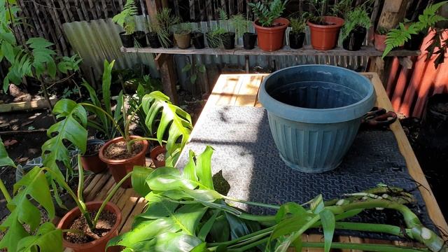 HOW TO PROPAGATE EPIPREMNUM PINNATUM / DRAGON TAIL смотреть онлайн