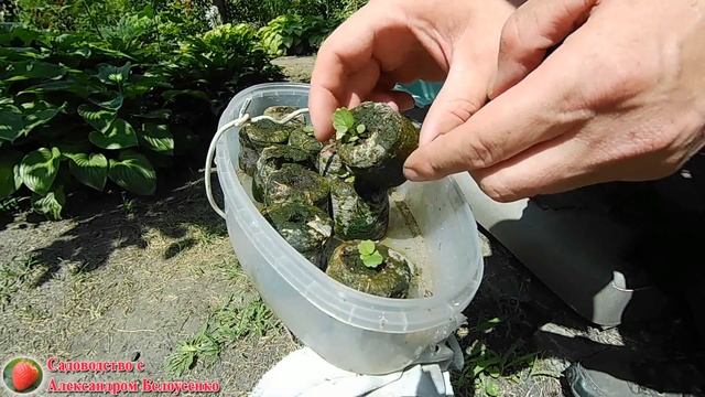 Выращивание клубники из семян Клубника из семян