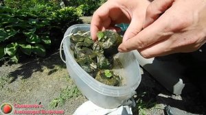 Выращивание клубники из семян Клубника из семян