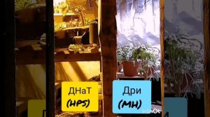 Освещение для суккулентов.