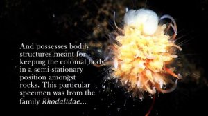 Dandelion Siphonophore - Deepsea Oddities