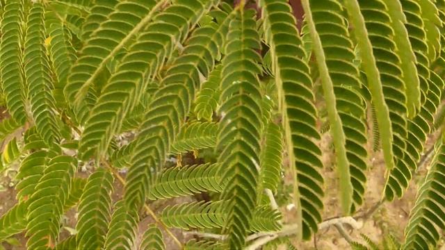 Ленкоранская акация(Альбиция) смотреть онлайн