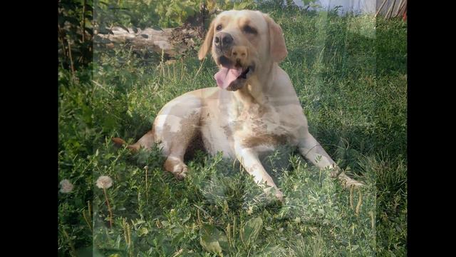 История одной дружбы Без слов смотреть онлайн