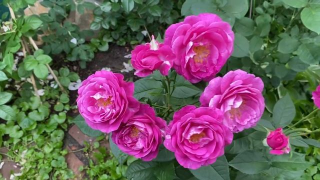 Розы Кармен Вюрт, Элина, Хот Шоколад, Пароле, Мэри Энн, Леонардо да Винчи, Алабастер???♀️? смотреть онлайн