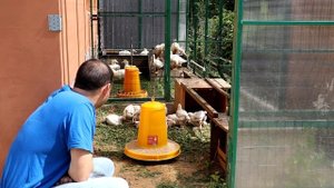 Выращивание бройлеров КОББ 500 ч.2  25 дней
