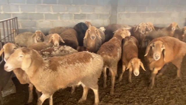 Овцы арашан. Хозяйство Эмиля Асылбашева | Sheep Arashan | Эмил мырзанын короосу. Арашан койлор