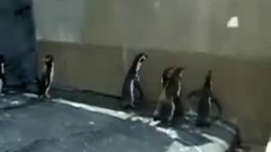 Пингвины и зеркало