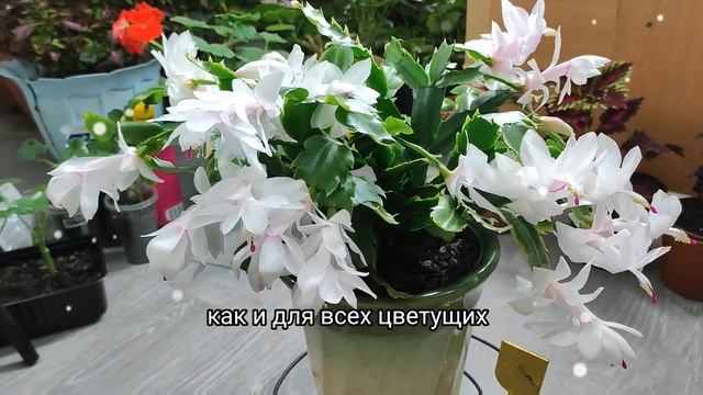 КАК ЗАСТАВИТЬ ДЕКАБРИСТ ЗАЦВЕСТИ? смотреть онлайн