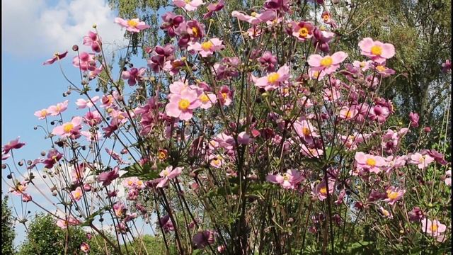 Herbst-Anemone rose (Anemone hupehensis) Flower ✔ смотреть онлайн