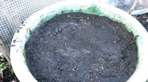 МОРКОВЬ В ТАЗУ / Выращивание моркови в контейнерах, ведрах и горшках / Огород в контейнерах