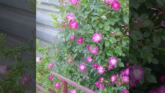 Вейченблау обалденная роза смотреть онлайн