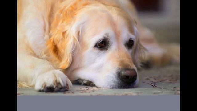 СЛАДКАЯ МУЗЫКА - [никогда не бросайте собак] смотреть онлайн