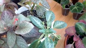 Комнатные цветы .Размножение эписции черенками .