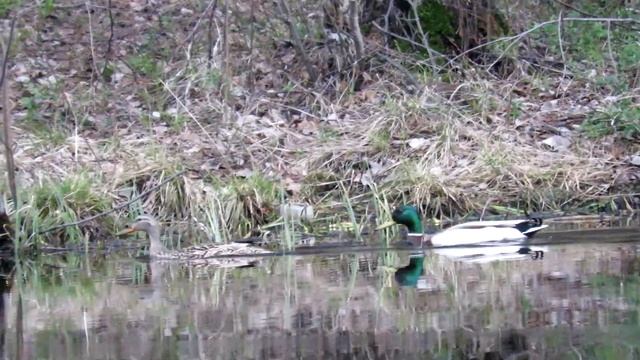 Дикие утки на озере КРЯКВА, Mallard Ducks смотреть онлайн