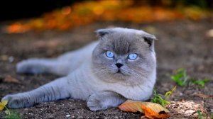 Шотландская вислоухая кошка android