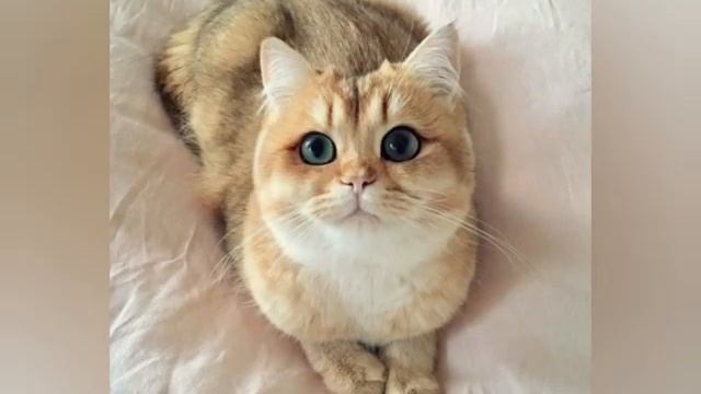 Милые фото котиков 2 ???