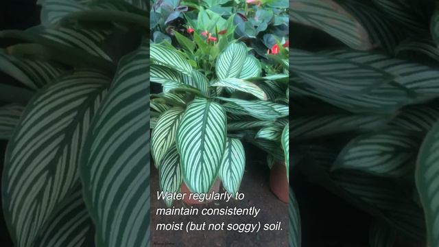 How to Grow and Care for Calathea