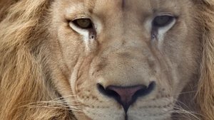 Эти Орлы Охотятся на Самых Опасных Змей...Удивительные Моменты Охоты Орлов...