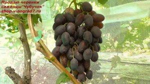 Виноград НОВИЧОК - селекции Калугина показал первую гроздь на прививке- хороша.